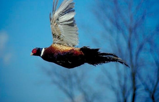 Pheasants Forever